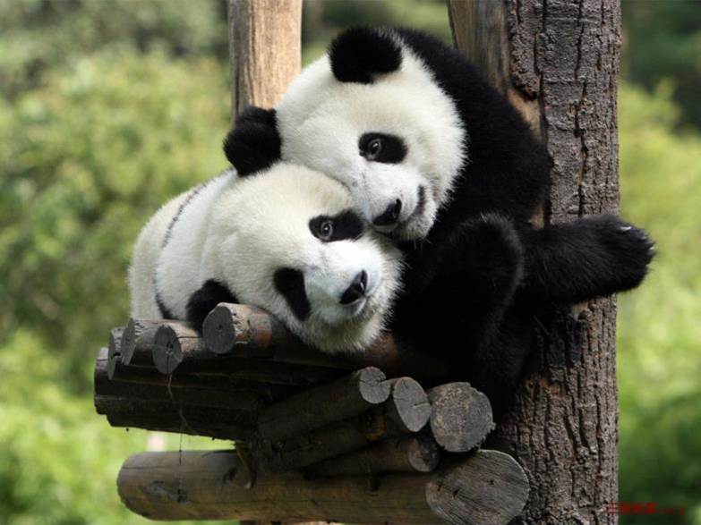 Diplomatie du panda bis
