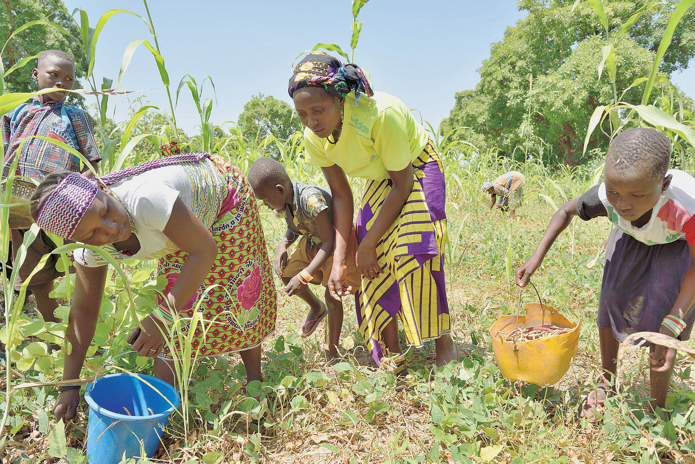 Agriculture Afrique 2