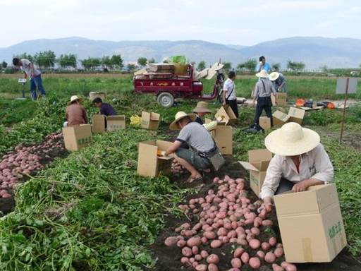 Chine pommes de terre