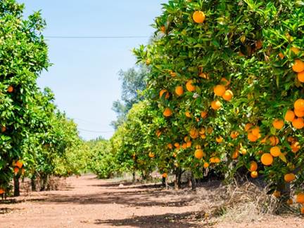 Oranges Brésil