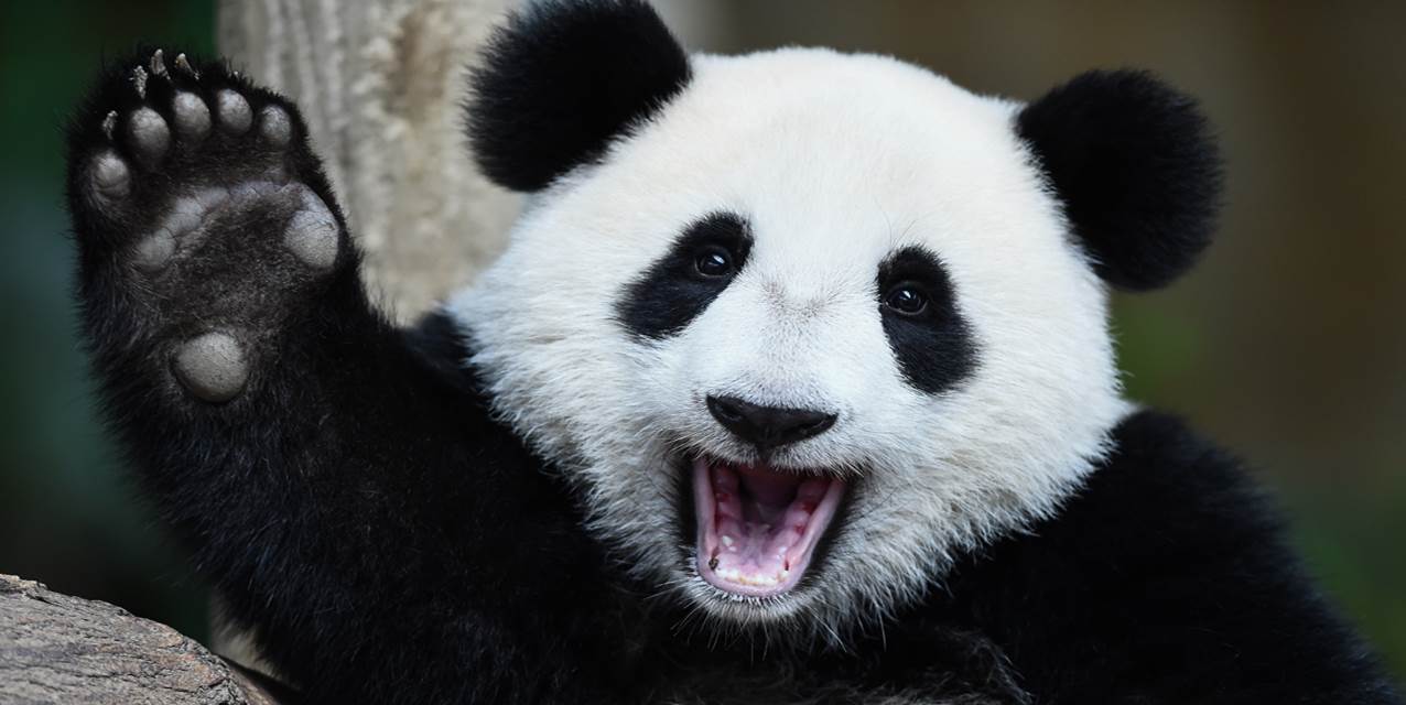 Diplomatie du panda